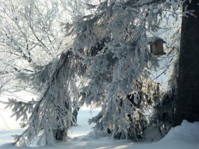 Composting During Winter is Easier Than You Think Image